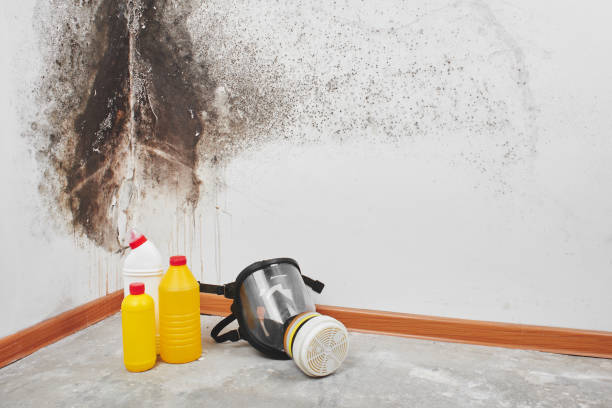 Best Attic Mold Removal  in Franklinton, LA