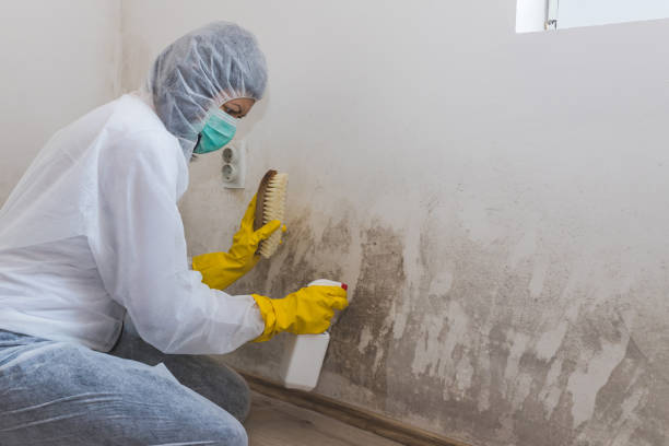 Best Home Mold Removal  in Franklinton, LA