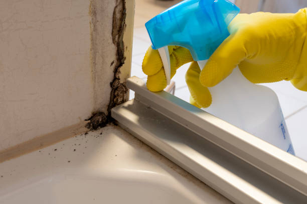 Best Certified Mold Removal  in Franklinton, LA