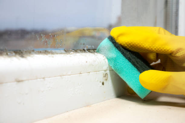 Best Crawl Space Mold Removal  in Franklinton, LA