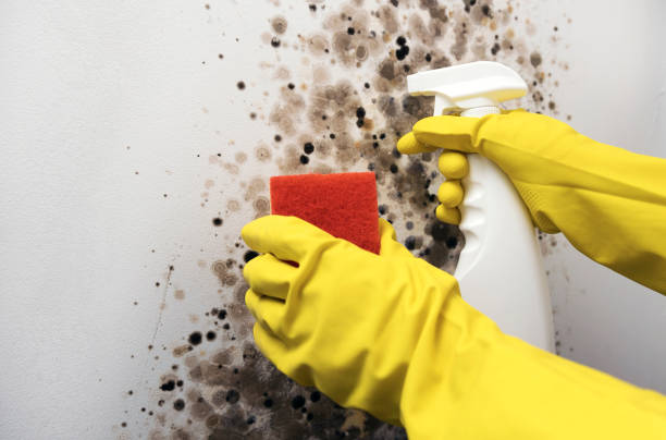 Certified Mold Removal in Franklinton, LA