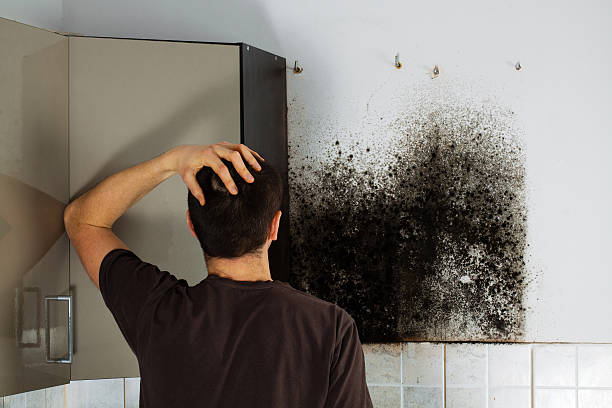 Best Local Mold Removal Service  in Franklinton, LA