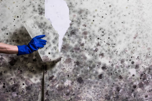 Professional Mold Removal in Franklinton, LA