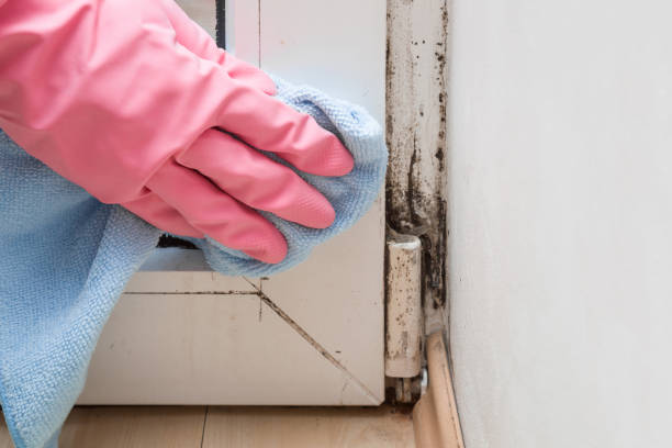 Best Toxic Mold Removal  in Franklinton, LA