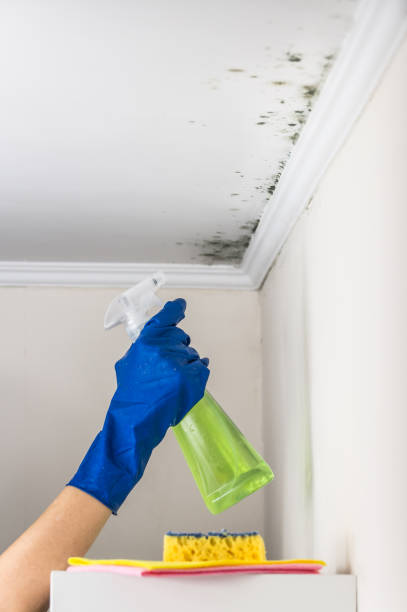 Best Residential Mold Removal  in Franklinton, LA